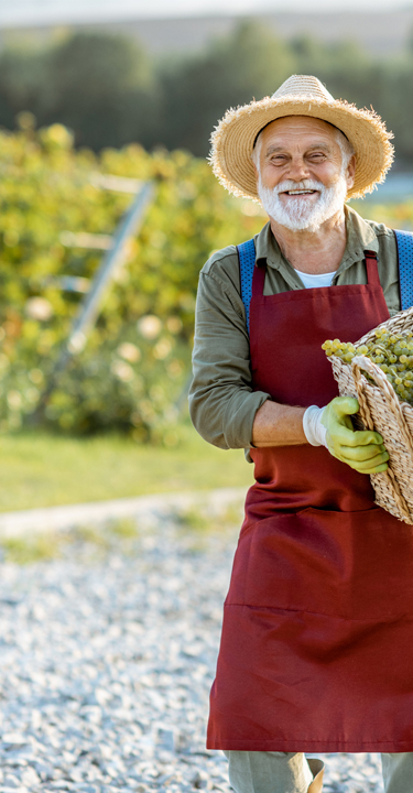 viticoltore con cesto uva 4